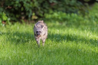 An aardwolf (Proteles cristatus) runs across a green meadow. In the background is green vegetation.
