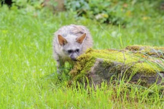 An aardwolf (Proteles cristatus) stands in a green meadow behind a mossy rock at the edge of the