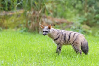 An aardwolf (Proteles cristatus) stands in a green meadow. In the background are rocks and green