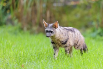 An aardwolf (Proteles cristatus) stands in a green meadow, looking at the camera. In the background