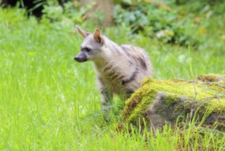 An aardwolf (Proteles cristatus) stands in a green meadow behind a mossy rock at the edge of the