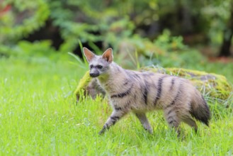 An aardwolf (Proteles cristatus) runs across a green meadow. In the background are rotting tree
