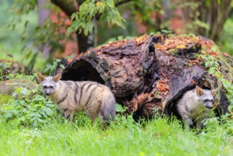 An aardwolf (Proteles cristatus) leaves slowly the hollow, decaying tree trunk at the edge of the