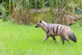 An aardwolf (Proteles cristatus) runs across a green meadow. In the background are rocks and green