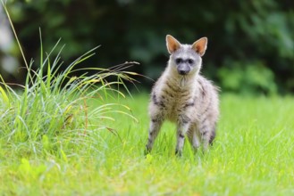An aardwolf (Proteles cristatus) stands next to tall grass in a green meadow, looking at the camera