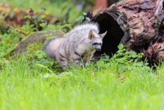 An aardwolf (Proteles cristatus) stands with its mane raised on a green meadow in front of a