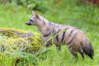 An aardwolf (Proteles cristatus) stands in a green meadow behind a mossy rock at the edge of the