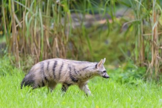 An aardwolf (Proteles cristatus) runs across a green meadow. In the background is green vegetation.