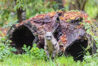 An aardwolf (Proteles cristatus) sits in a green meadow in front of a hollow rotting tree trunk.