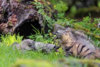 Two adult aardwolves (Proteles cristatus) fight on a green meadow at the edge of the forest. A