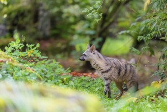 An aardwolf (Proteles cristatus) stands in a green meadow behind a mossy rock at the edge of the