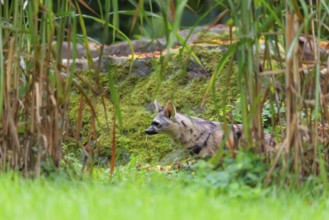 An aardwolf (Proteles cristatus) runs across a green meadow. In the background are rocks and green