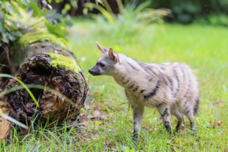 An aardwolf (Proteles cristatus) runs across a green meadow, past a rotting tree trunk. In the