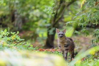An aardwolf (Proteles cristatus) stands in a green forest, looking at the camera. Captive