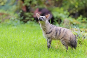 An aardwolf (Proteles cristatus) stands in a green meadow, sniffing the air with its head raised.