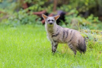 An aardwolf (Proteles cristatus) stands in a green meadow. In the background are rotting tree