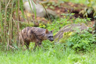 An aardwolf (Proteles cristatus) runs through dense vegetation. Captive