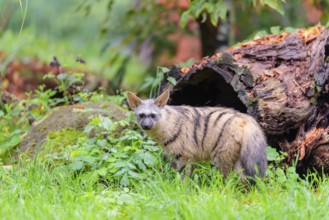 An aardwolf (Proteles cristatus) stands in a green meadow in front of a hollow rotting tree trunk.