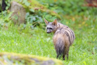 An aardwolf (Proteles cristatus) stands looking back in a green meadow behind a mossy rock at the