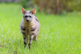 An aardwolf (Proteles cristatus) stands in a green meadow, looking at the camera. In the background