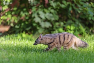 An aardwolf (Proteles cristatus) runs across a green meadow. In the background is green vegetation.