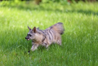 An aardwolf (Proteles cristatus) runs across a green meadow. In the background is green vegetation.