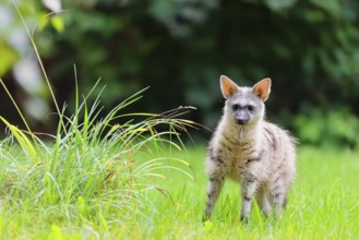 An aardwolf (Proteles cristatus) stands next to tall grass in a green meadow, looking at the camera