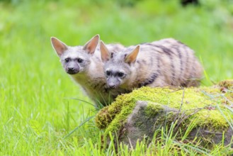 Two aardwolves (Proteles cristatus) search for food on a moss-covered rock in a green meadow in