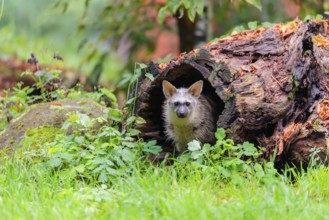 An aardwolf (Proteles cristatus) sits in a hollow, decaying tree trunk at the edge of the forest