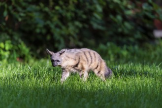 An aardwolf (Proteles cristatus) runs across a green meadow. In the background is green vegetation.
