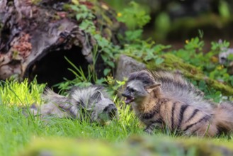Two adult aardwolves (Proteles cristatus) fight on a green meadow at the edge of the forest. A