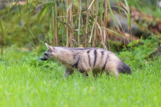 An aardwolf (Proteles cristatus) runs across a green meadow. In the background are rocks and green