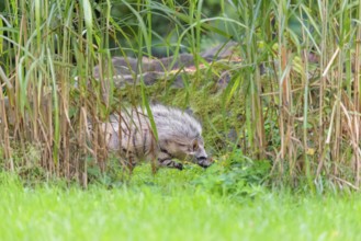 An aardwolf (Proteles cristatus) runs through dense vegetation. Captive