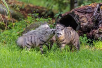 Two adult aardwolves (Proteles cristatus) fight on a green meadow at the edge of the forest. A
