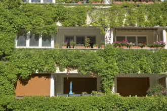 Façade greening, vine foliage, residential building, Freiherr-vom-Stein-Straße, Schöneberg,