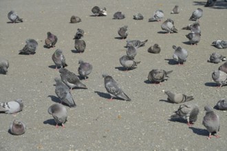 Pigeons at Potsdamer Platz, Berlin, Germany