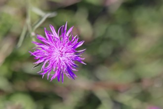 Meadow knapweed or common knapweed (Centaurea jacea), flower, Wilnsdorf, North Rhine-Westphalia,