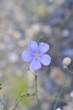 Flax (Linum usitatissimum), blue flower, medicinal plant, Wilnsdorf, North Rhine-Westphalia,