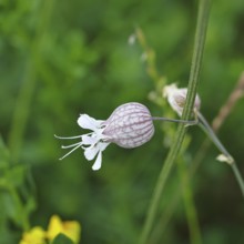 Pigeon's bedstraw or common bedstraw (Silene vulgaris), flower, Wilnsdorf, North Rhine-Westphalia,