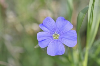 Flax (Linum usitatissimum), blue flower, medicinal plant, Wilnsdorf, North Rhine-Westphalia,