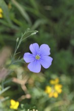 Flax (Linum usitatissimum), blue flower, medicinal plant, Wilnsdorf, North Rhine-Westphalia,