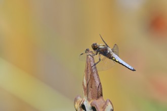 Flat-bellied dragonfly (Libellula depressa), male sitting on a fence top in the garden, close-up,