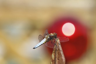 Flat-bellied dragonfly (Libellula depressa), male sitting on a fence top in the garden, sunset,
