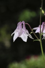 Columbine (Aquilegia vulgaris), pink flower at the edge of a forest, in spring, Wilnsdorf, North