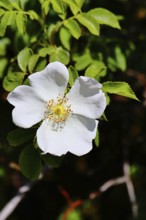 Dog rose (Rosa canina), wild rose, rose hip, blossom, Wilnsdorf, North Rhine-Westphalia, Germany