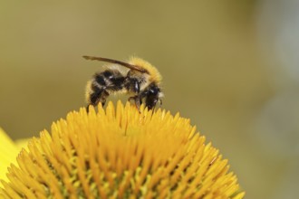 Field bumblebee (Bombus pascuorum), collecting nectar on a purple coneflower (Echinacea purpurea),