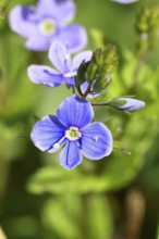 Gamander speedwell (Veronica chamaedrys), men's fritillary, flowers in a deciduous forest, blue