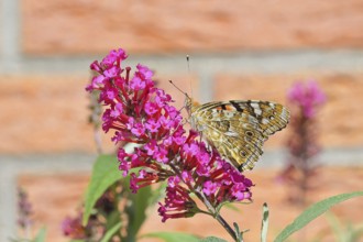Thistle butterfly (Vanessa cardui) on a Buddleja davidii flower, wings closed, underside of wings,