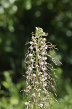 Goat's tongue (Himantoglossum hircinum), inflorescence with open white-purple flowers, in front of