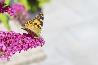 Thistle butterfly (Vanessa cardui) on a Buddleja davidii flower, Wilnsdorf, North Rhine-Westphalia,